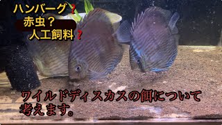 人工飼料？ハンバーグ？ワイルドディスカスの餌について考えよう