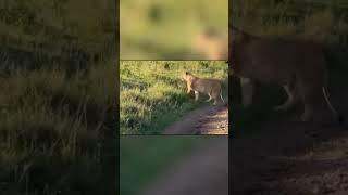 Lions Attack a Monkey Colony… One Gets Caught 😳