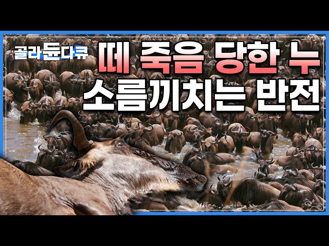 '사자도, 악어도 아니었다. 단 한 시간만에 벌어진 대학살 현장｜제작기간 약 2년, ‘누의 떼죽음’ 소름 끼…