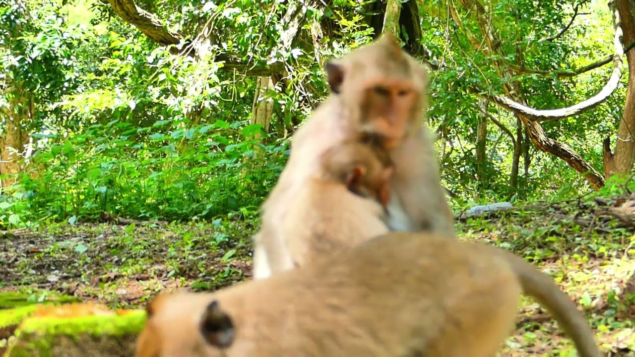Lonny monkey nursing to Ellen monkey for health