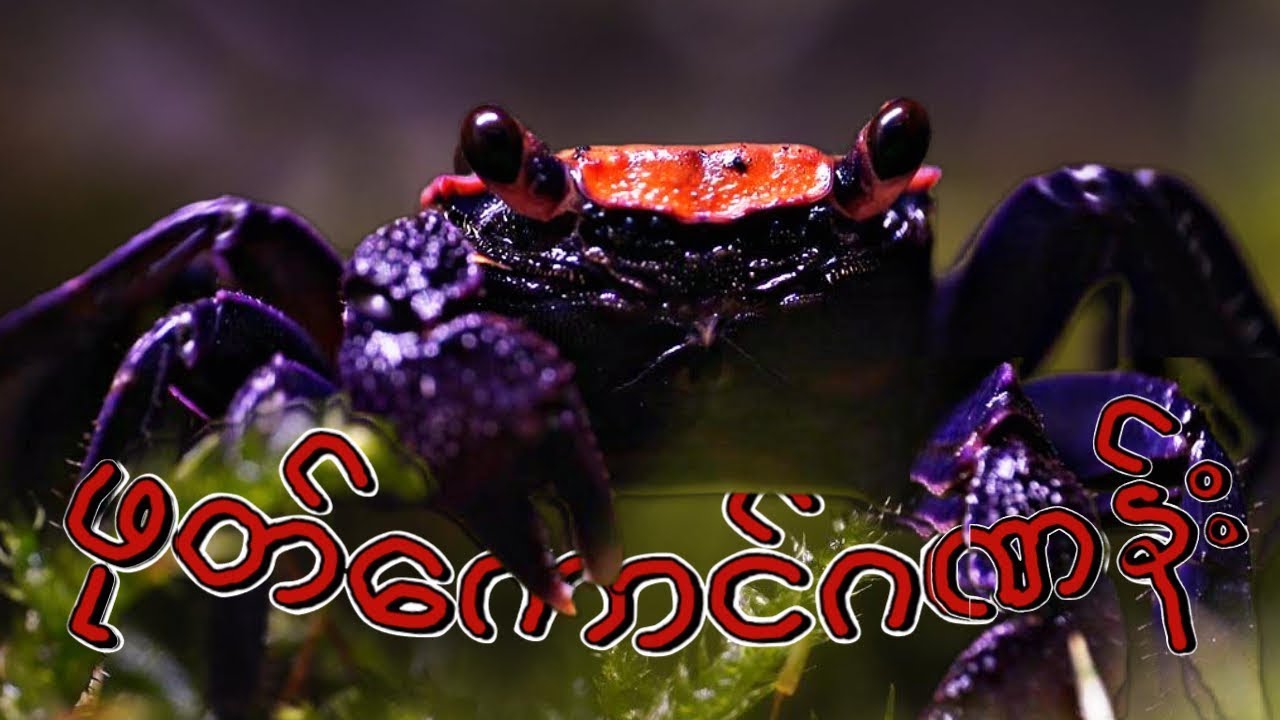ဖုတ်ကောင်ဂဏန်းမွေးမြူရေးစခန်းဖွင့် ပါတော့မယ် 😂VAMPIRE CRABS