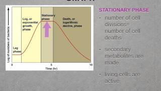 A level. S.2 Microorganism population growth curve (Ms Cooper)