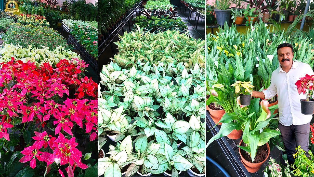 😲 ഈ ഗാർഡൻ കണ്ടാൽ നിങ്ങൾ ഞെട്ടിപ്പോകും ! Indoor Plants Flowering