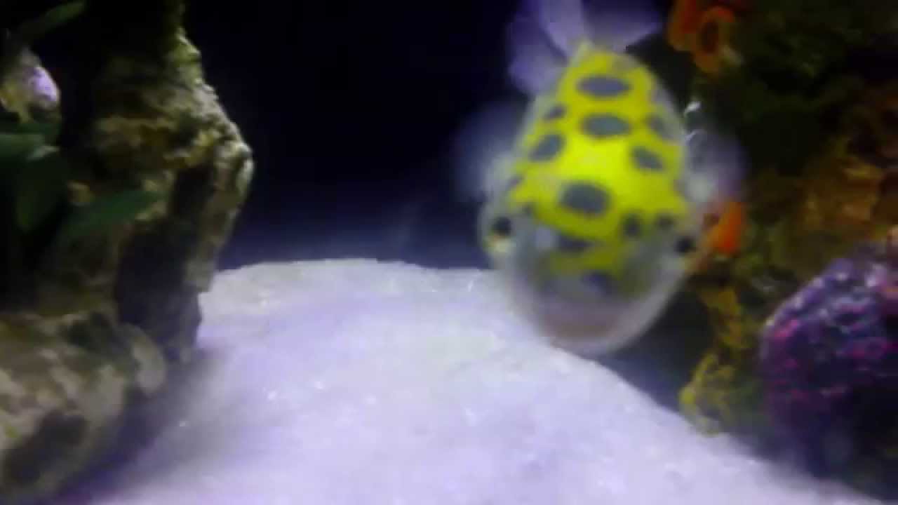 camera iphone 8 plus apk Two green spot puffer fish