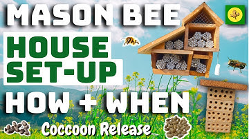 Getting Started With MASON BEES - How and When - Plus COCOON Release
