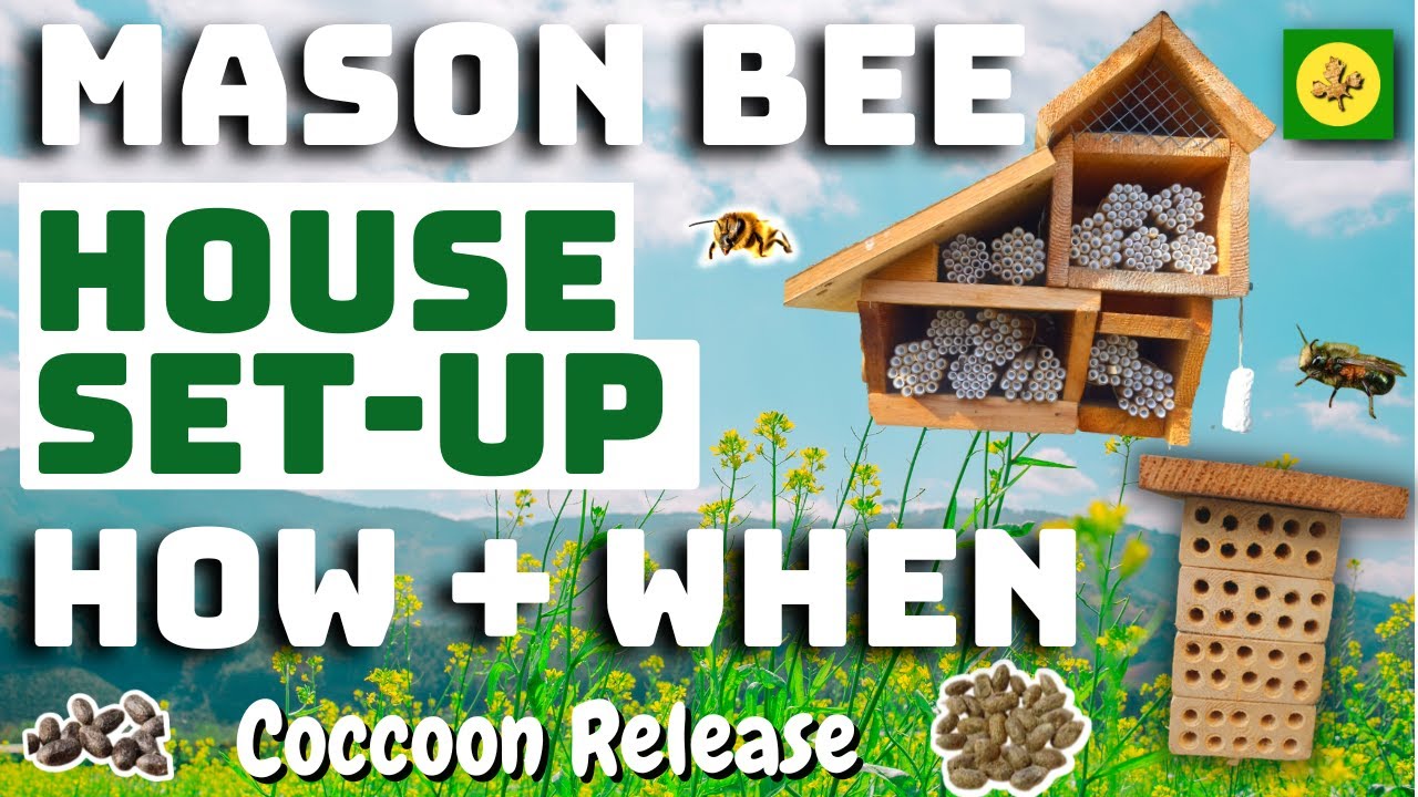 Начало работы с MASON BEES — как и когда — плюс выпуск COCOON