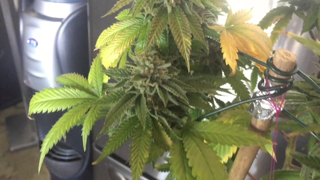 Sherbet Flower - PCG Purple City Genetics - Flower Week 7