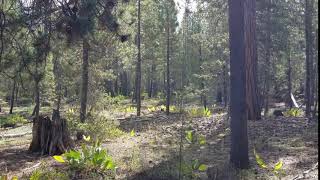 CDFW 2019 Gray Wolf Capture, September 2019