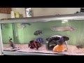 Feeding My Predator Fish Monster Tank 