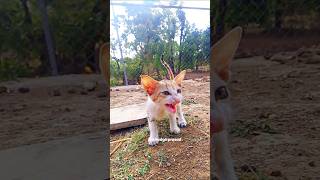 Epic Cat Cinematic Shots | Ultra Realistic Cat Cinematic Video#shortsviral #trending