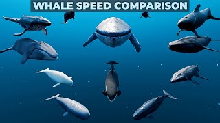 Whale Speed Comparison | 3D Comparison | Whale Speed Comparison in 3D | Whale size comparison 3D