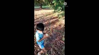 Pujith and Greeshma Busy at their Grandfather Mango Farm (Mangoes Harvesting)🤩🤩🤓🤓