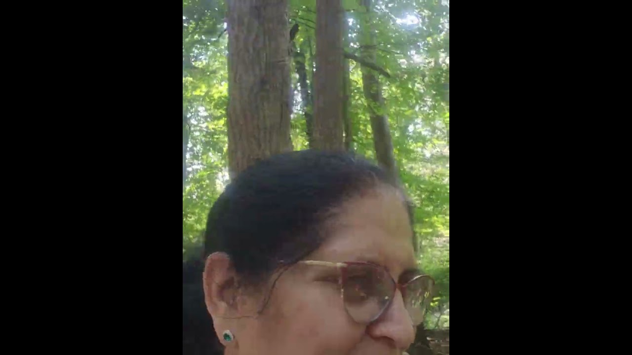 A beautiful  forest  walk## in  Connecticut #