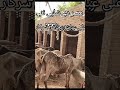 #cow videos /cow mandi 2026#shortvideo# cow 2026 #cow #funny video malir mandi 2026 gay