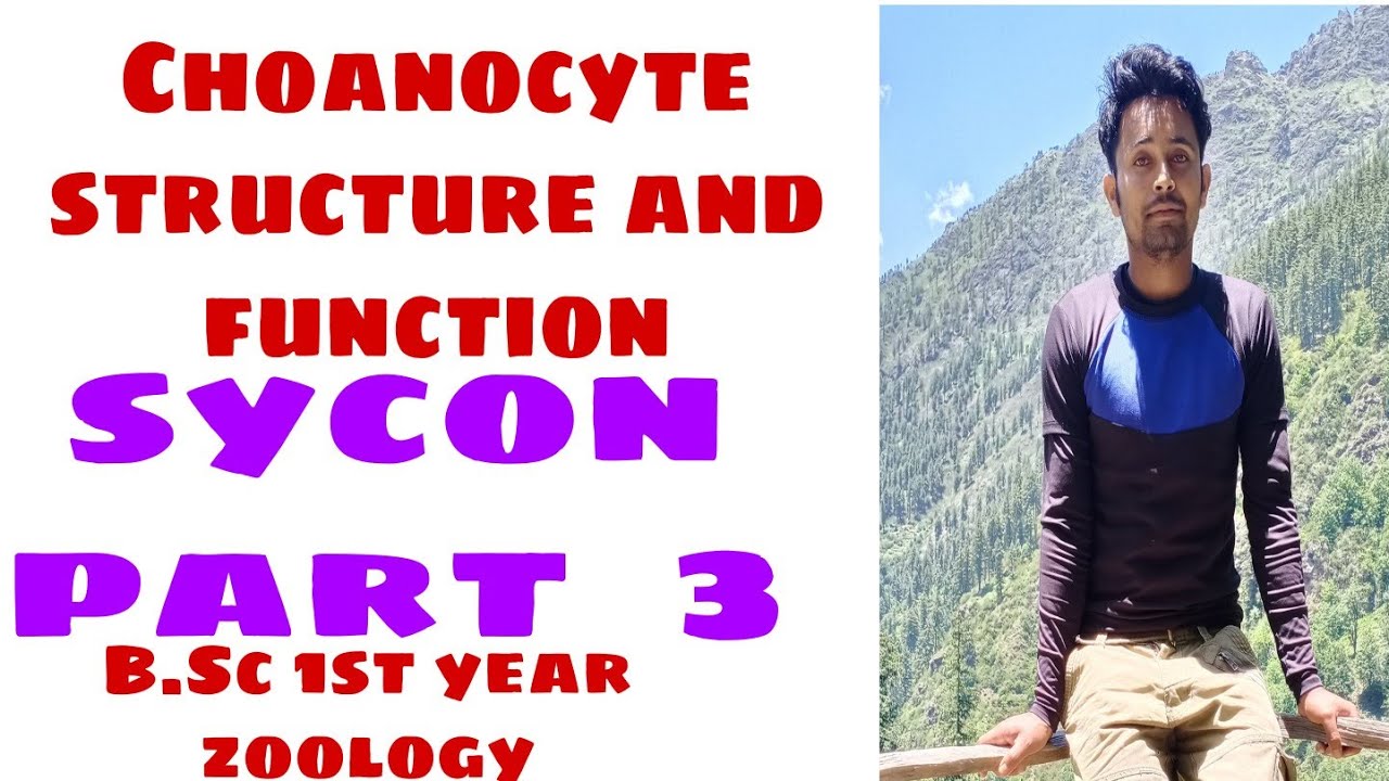 Choenocyte of sycon|structure and function|B.Sc 1st year zoology|Sycon part 3