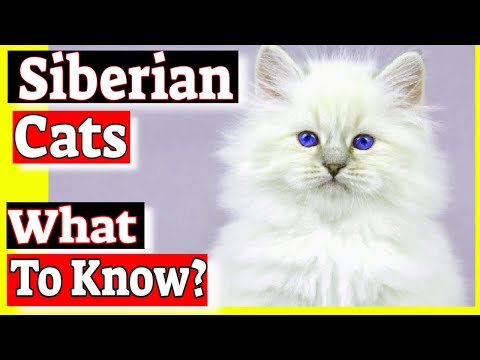 वीडियो: बिल्ली की नस्लें: साइबेरियन