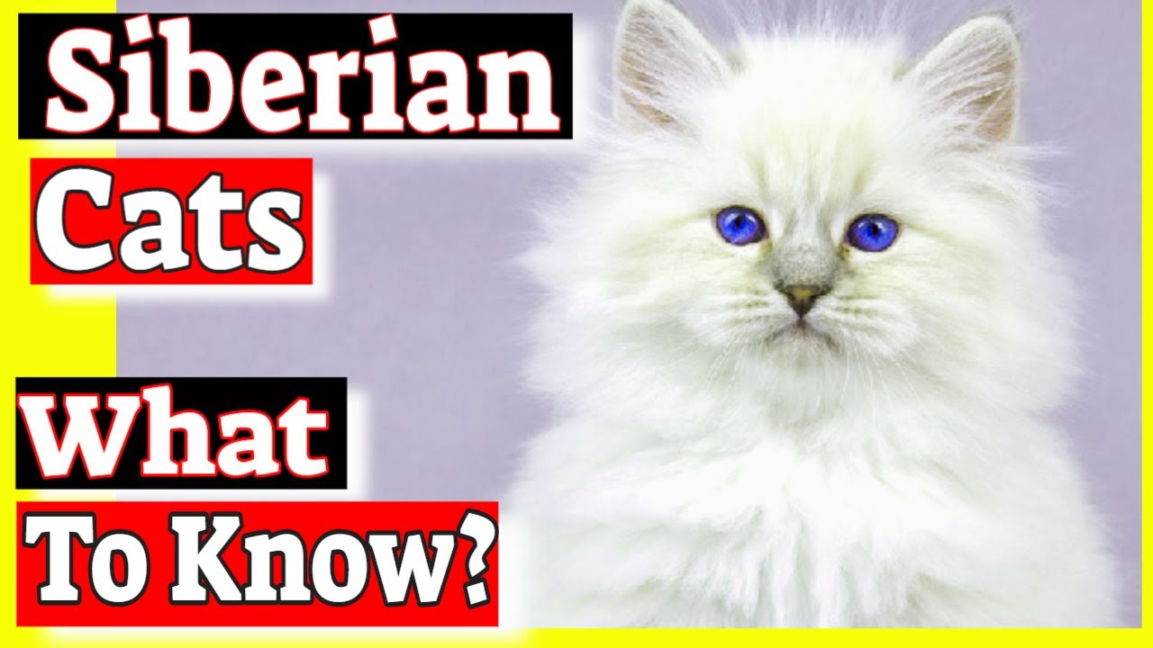 Are Siberian Cats Worth The Money?