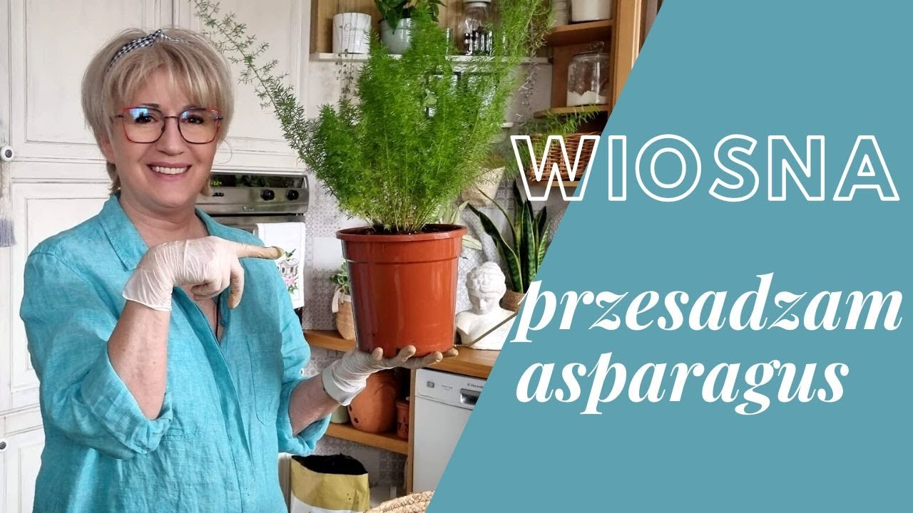 WIOSNA, WIOSNA /// PRZESADZAM ASPARAGUS /// [403]
