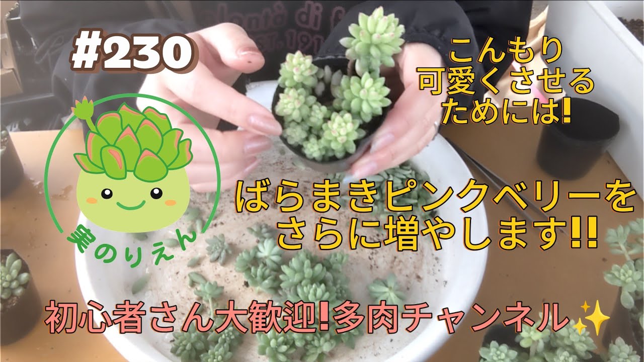 230 Propagating more Pink Berry succulents from leaf cuttings