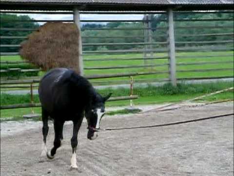 Video: Wat is het hoofdschuddensyndroom bij paarden?