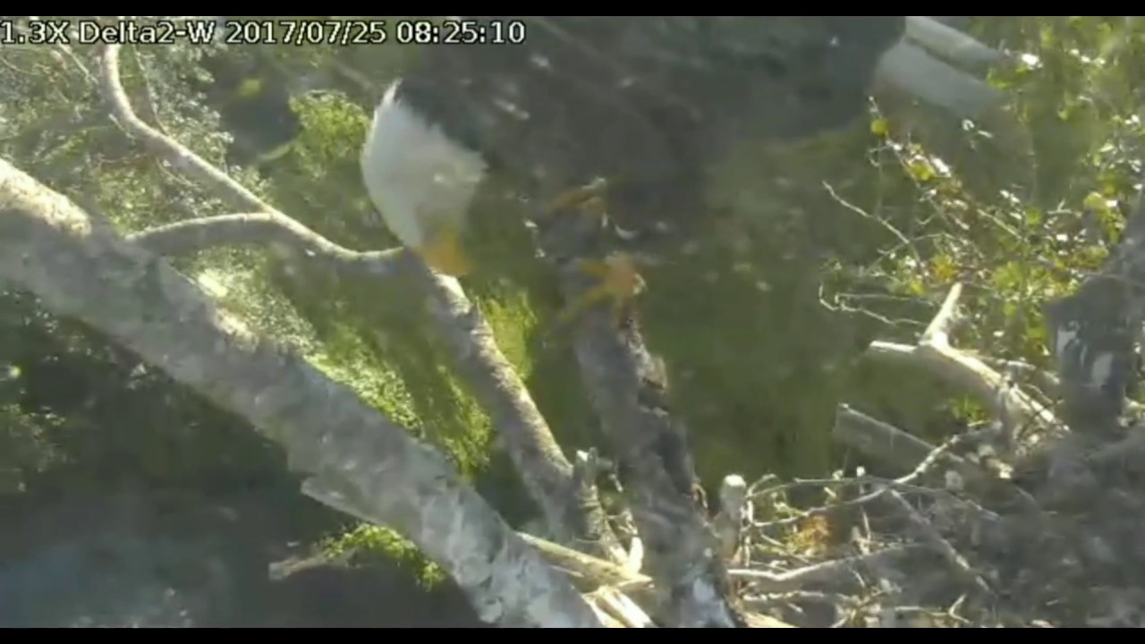 bald eagles in wisconsin Delta 2 WEST 8:19am to 8:38am Jul 25, 2017 Ma in nest Pa on pole