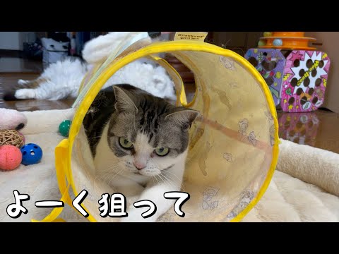 おもちゃで遊ぶ猫が可愛い【アメリカンショートヘア】