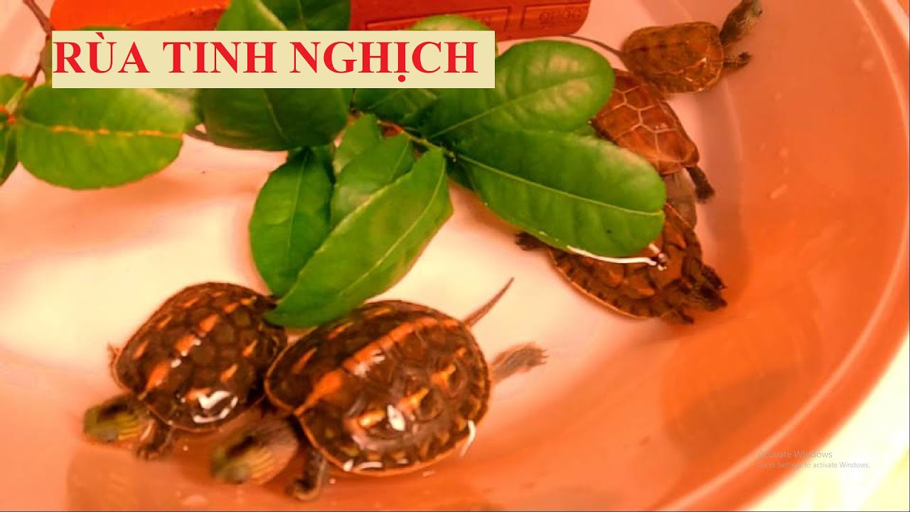 NHỮNG CHÚ RÙA TINH NGHỊCH - YouTube