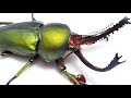 【23℃管理】パプアキンイロクワガタの成虫掘出し結果【クワガタ飼育】