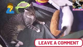 Pets Mascotas Cats & Dogs I Funny & Lovely video #136 by PETS MASCOTAS CATS & DOGS 420 views 1 year ago 3 minutes, 22 seconds
