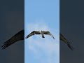 Osprey hovers perfectly in place while searching for a tasty fish. #bird