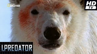 Yo Depredador  (2011)  -2-  Oso Polar  HDtv  National Geographic