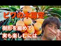 ビワの木剪定【小さくして実も楽しむ】剪定の一例を作業動画で分かりやすく解説