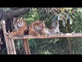 Visiting Sydney’s TARONGA ZOO