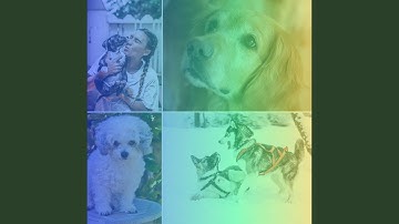 Spirited Backdrops for Doggy Relaxing Day