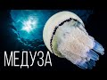 Медуза: Мастер выживания | Интересные факты про медуз