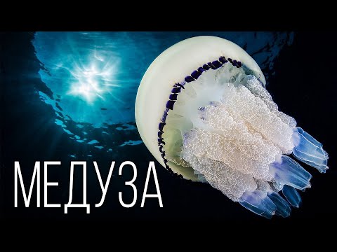 Видео: Медуза: Мастер выживания | Интересные факты про медуз