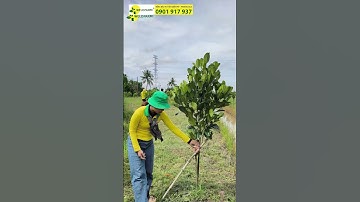 Kỹ Thuật cắt tỉa cành tạo tán cho mít ruột đỏ #welofarm