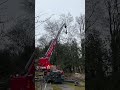 Safely and efficiently remove trees with a magni rth 630 telehandler and a gmt050 ttc grapplesaw