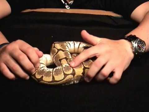 Some of our new Ball Pythons