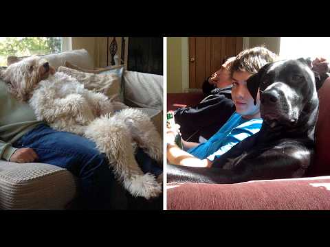 Animals Acting Like Humans | Hilarious Pets Behaving Like People ...