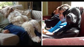Animals Acting Like Humans | Hilarious Pets Behaving Like People Compilation 2026