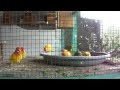 Jual Lovebird Sidoarjo