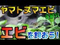 【アクアリウム】コケ掃除はこいつ！ヤマトヌマエビはこんな生体、ミナミヌマエビとはここが違う！【くだ笑。】【趣味活】