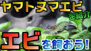 【アクアリウム】コケ掃除はこいつ！ヤマトヌマエビはこんな生体、ミナミヌマエビとはここが違う！【くだ笑。】【趣味活】