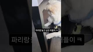 카페에서 파리랑 놀고싶은 ㅋ호기심 많은 퍼플이#파리#호기심#잡고싶다#놀고싶다#카페에서#귀요미#강아지일상#주말산책