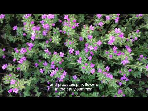 Video: Hardy eviggrønne bunndekkeplanter: eviggrønne bunndekker for hager i sone 7