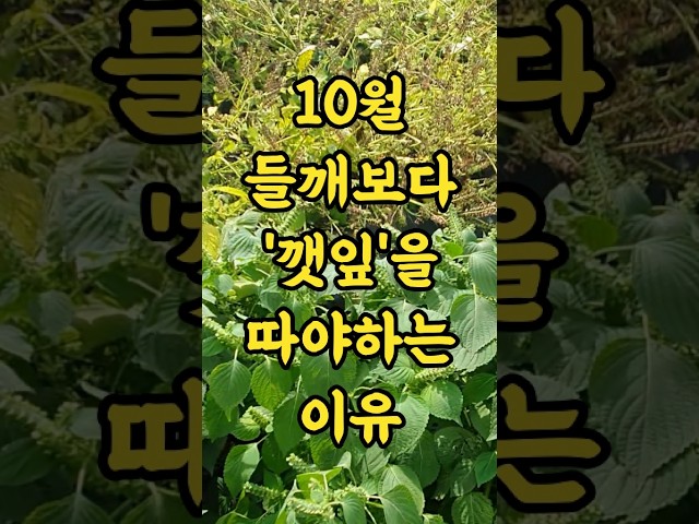 10월 더  늦기전 들깨보다 깻잎을 먼저 따야하는 이유