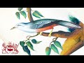 Linnean lens paintings of indian birds  the shortt collection