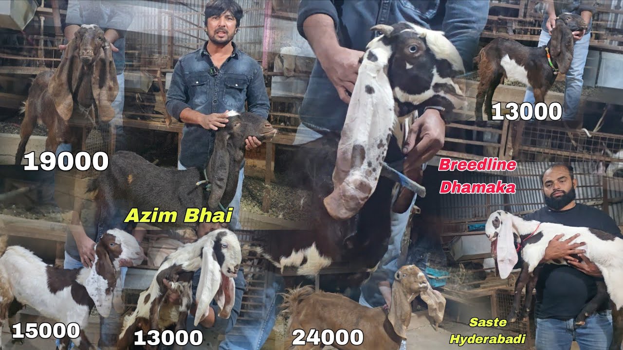 Azim Bhai Back To Back Dhamaka Breedline Saste Hyderabadi Bakriya Lo Aur Shouk Karo | Azim Bhai.