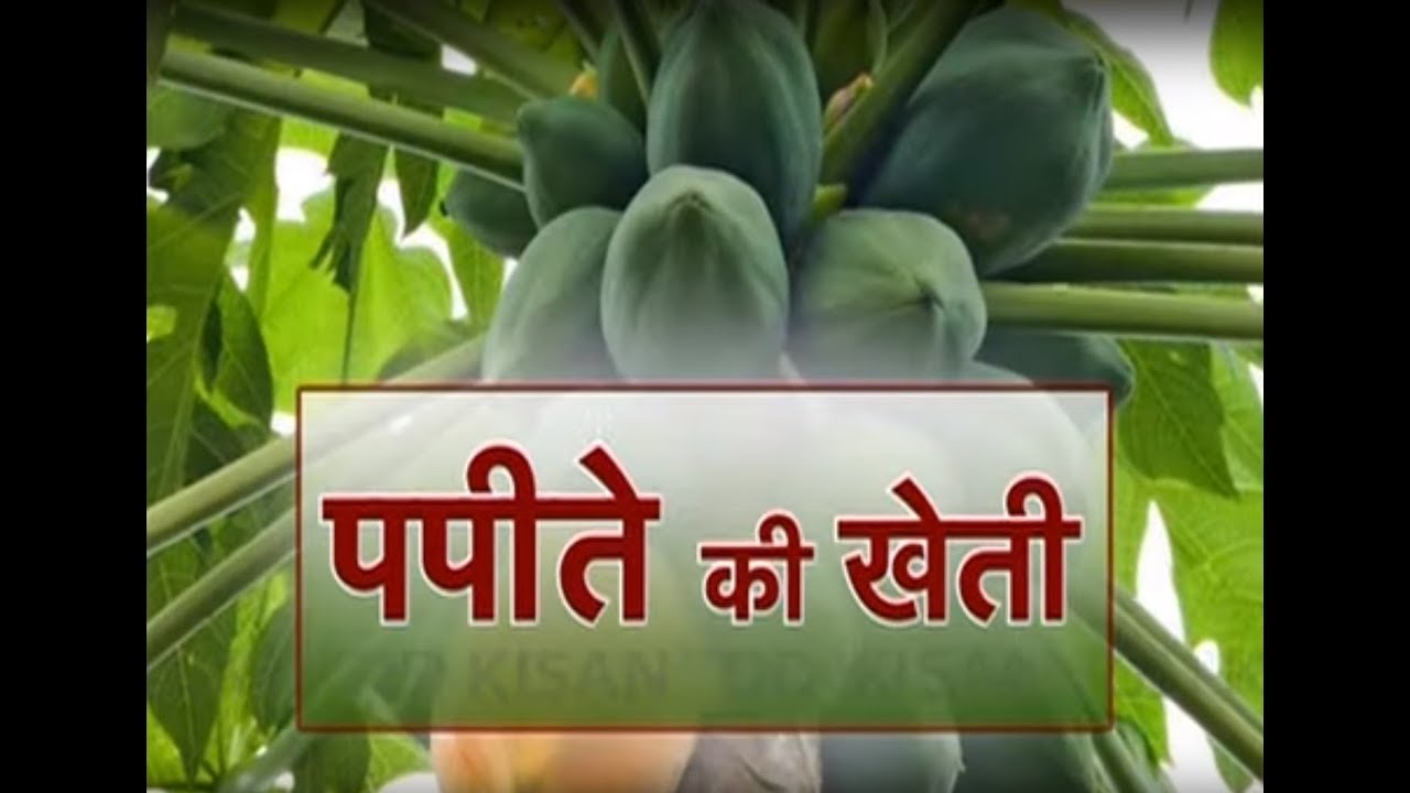 Khet Khalihaan - Papaya Farming special dairy cow